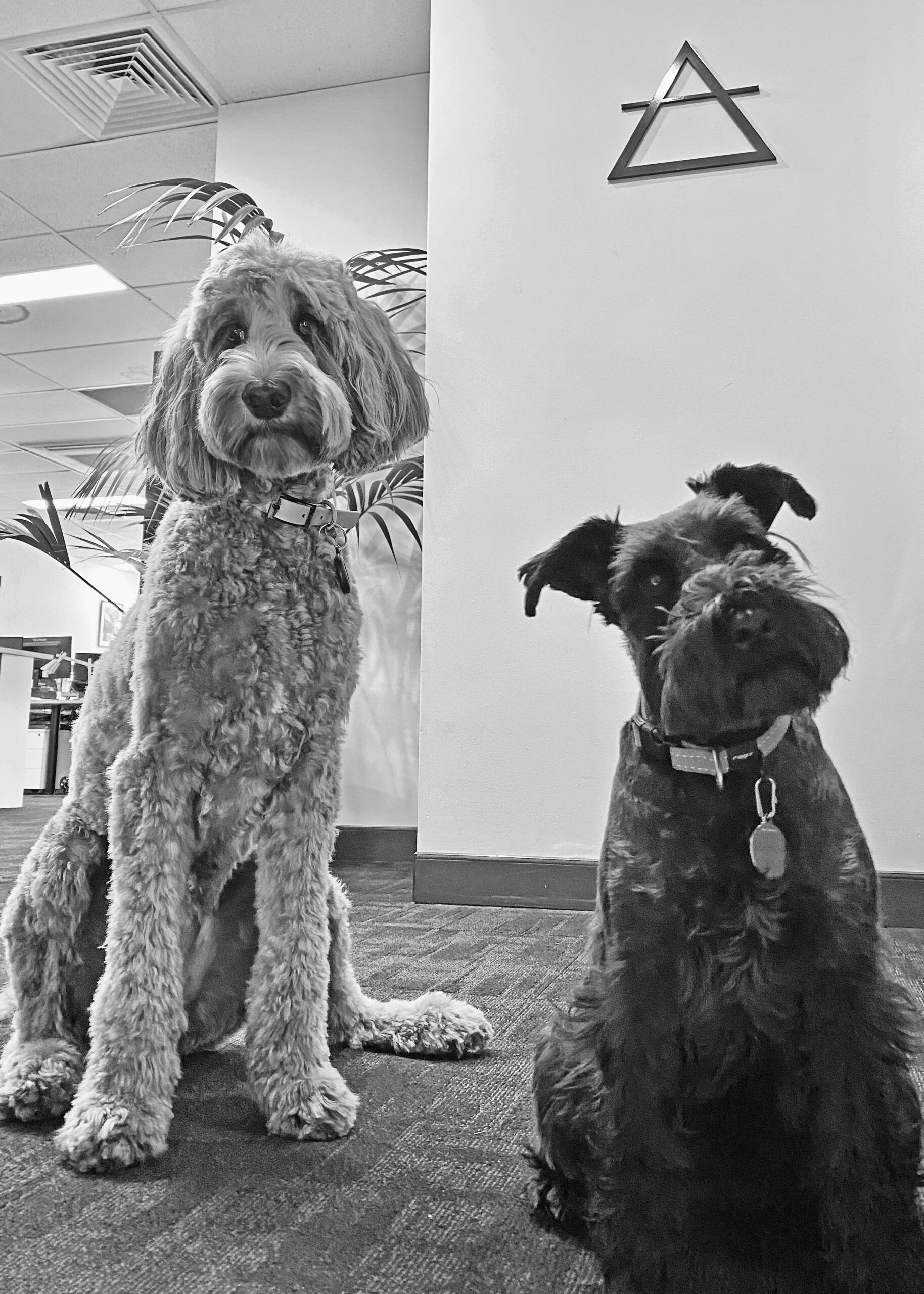 Ida and Tilly – Archisoul's office dogs
